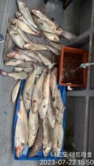 민어 붉바리 다녀왔습니다 사진