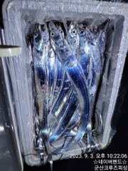 군산 갈치 지깅 사진