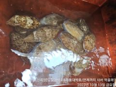 2023.10.13 금요일 5물 쭈.갑 조황 사진