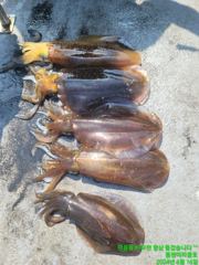 [무늬]  산란무늬 6/16일 16항차조황...^^ 사진