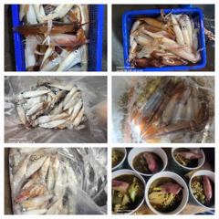 7월12일 제주잡스호 5시간 한치낚시 