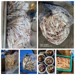 7월28일 제주잡스호 5시간 한치낚시 