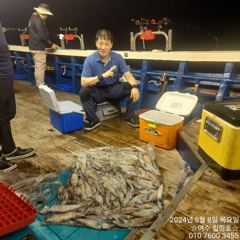 8월8일 입항 한치 계속 호조황!!! 사진