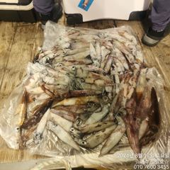 여수 힐링호 8월17일 입항 한치조황 사진