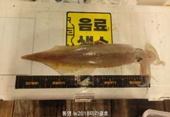 25년 한치시즌 예약안내 사진