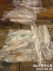 한치  5/2   딱 하루 ((선비할인 10만 출조합니다))