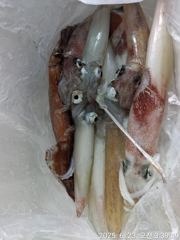 통영신진호)한치 조황(오늘가능) 사진