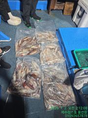 7월1일 제주 잡스호 한치낚시 조황입니다  사진