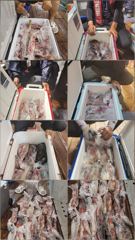 여수슈퍼스타 대포한치 조황 ~~~ 사진
