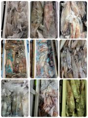(여수뉴킹덤)7월19일 내일한치갑니다!  오후3시출발 사진