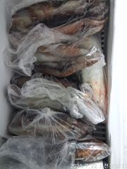 통영신진호)한치 조황  오늘 예약가능 사진