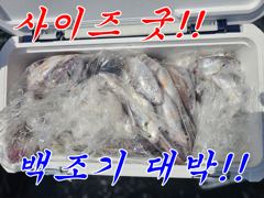 토요일 백조기낚시 사이즈굿/마릿수 굿!! 사진