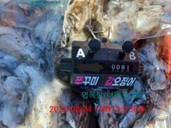 8월23일,24일 이틀간 갑오징어탐사출조 사진