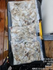 바람ㆍ폭우에 열심히 해주신 조사님들 고생하셨습니다 200수에서350수정도했네요 사진