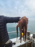 쭈갑백조황 글만 보기 사진