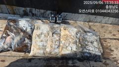9월6일 오션스타호 쭈꾸미조황 사진