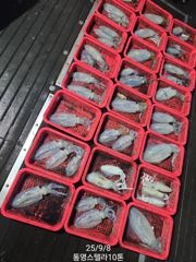 원도권 무늬무늬 9/8 철수 조황! 임대장비로 사고치다 사진