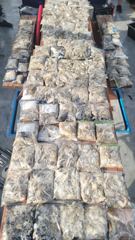 9월 14일 삼성호 쭈꾸미조황입니다 사진