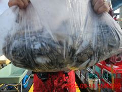 9월15일 갑오징어조황 사진