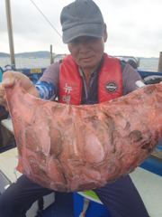 9월 16일 쭈/갑 굿 조황 사진