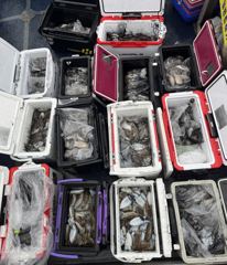 9월19일 방포천일호 갑오징어조황 사진