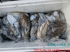 9월 25일 갑오징어조황 사진
