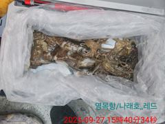 9월27일 갑오징어조황 사진