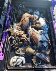 9월29일 왕 갑이 넘치는 쿨러 조황 사진