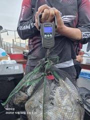 10월4일 14.5 kg 쭈갑조황입니다~~ 사진