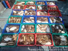 10월8일 오성스타호 갑오징어 조황~ 사진