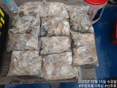 내일 자리 여유!!! 이번주 황금물때!!! 왕 쭈꾸미 느나느나!! 오늘도 대박 조황~!!! 사진