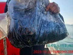 10월23일 갑오징어 조황 (사리물때 9물) 사진