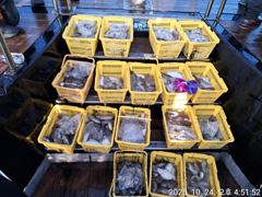 태안 마검포 뉴정원호 10월 24일 조황 입니다 사진