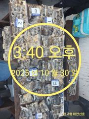 10/30 당진 장고항 해안선호 조황사진