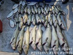 <무창포 보령 농어 조황> 농어 마릿수 터졌다!! 월요일부터 정상출조합니다!! 함께 하시죠!! 사진