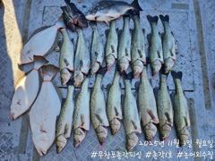 <무창포 보령 농어 조황> 11월3일 월요일 조황7인의 조사님들과 낚시하고 왔습니다! 금,토,일 자리여유!! 사진