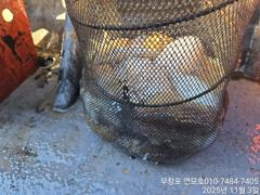11월 3일 쭈갑 조황입니다. 사진