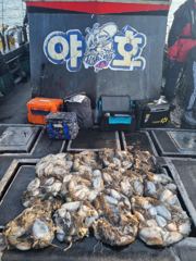 11.6(목) 대사리 갑오징어 조황입니다 ~~~^^ 사진