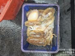 11/8일 오천대물호 갑오징어 다녀왔습니다