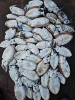 11월12일 먹물조황 굿.굿!!! 사진