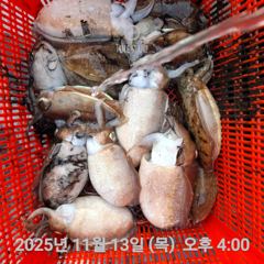 여수 투에스호 11월 13일 조황 사진