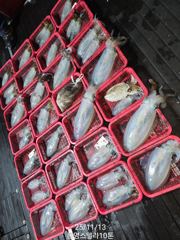 통영원도권 무늬오징어 11/13 철수 키로키로 조황. 오늘 최대어테클박스 이벤트!