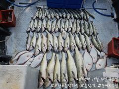 <무창포 보령 농어 조황> 오늘 초보들이 사고쳤다!! 느면 나오는 농어들~!! 내일 자리 있으니 놓치지마세요!! 사진