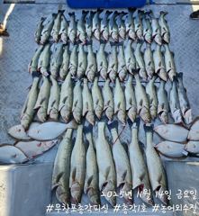 <무창포 보령 농어 조황> 11월14일 농어 생미끼외수질 대박 조황!! 다음주 부터 자리 여유많습니다