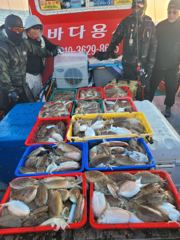 11월14일 11분 갑오징어조항