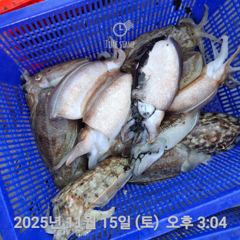여수 투에스호 11월 15일 조황 사진