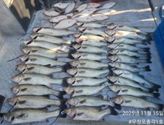 <무창포 보령 농어 조황> 다음주부터 완전 또 달려~!! 사릿물엔 농어랑 다잡아 병행합니다!! 예약주세요!! 사진