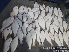 11월 22일 광어다운샷 조황입니다. 사진