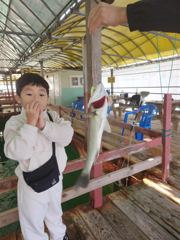 11.22 성호좌대 조황소식 사진