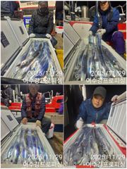 백도권 씨알좋은 갈치로 만쿨조황 사진